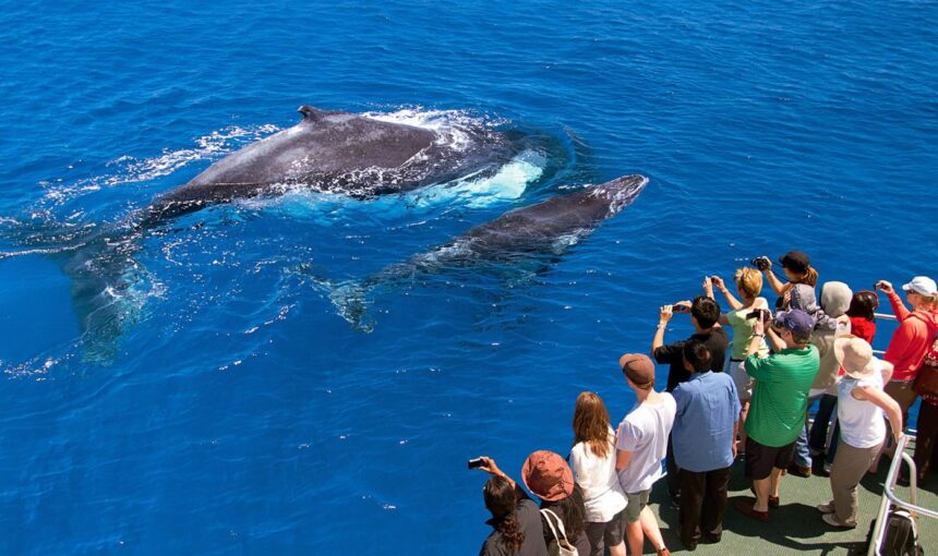 Avistamiento de Ballenas en Samaná: Una Experiencia Única en el Caribe